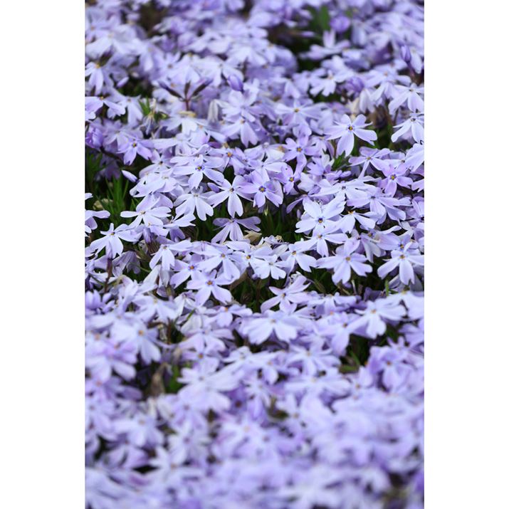 EOS R10ARF-S18-150mm F3.5-6.3 IS STMA150mmi35mmZ240mmjAF6.3A1/640bAISO100AzCgoXFziB2AG2jAsN`[X^CFiBeʐ^i4000×6000A7.9MBj