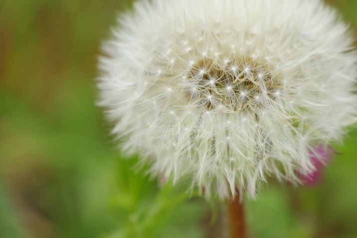 {Y[YuRF-S18-150mm F3.5-6.3 IS STMvŐڎʁB{Y̍őBe{AF0.44{i50mmjAMF0.59{i35mmjƂȂڎʂɋłBł͖][ŐڎʁBۂۂ̖Ȗт܂ő傫ʂ܂BȂ݂ɁAWY[YuRF-S18-45mm F4.5-6.3 IS STMv̍őBe{AF0.16{i45mmjAMF0.26{i45mmjłEOS R10ARF-S18-150mm F3.5-6.3 IS STMA150mmi240mmjAF6.3A1/200bAISO400AzCgoXFzAsN`[X^CFX^_[hBeʐ^i6000×4000A6.1MBj