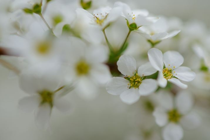 EOS R10ARF35mm F1.8 MACRO IS STMA35mmi35mmZ56mmjAF2.2A1/800bAISO100AzCgoXFzAsN`[X^CFX^_[hBeʐ^i6000×4000A4.9MBj