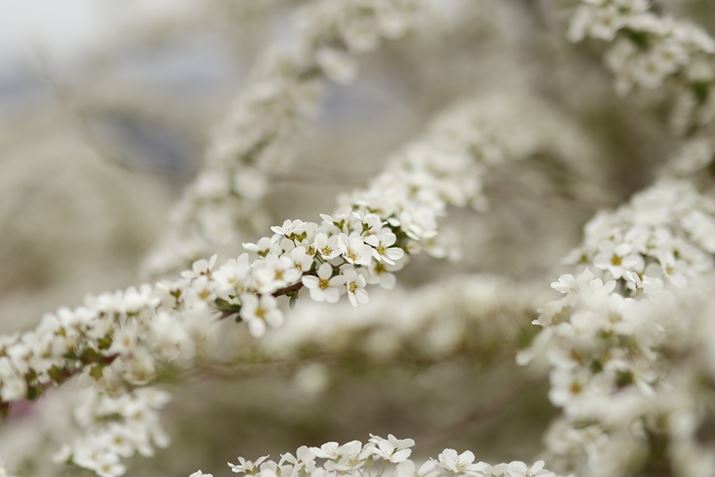 EOS R10ARF35mm F1.8 MACRO IS STMA35mmi35mmZ56mmjAF1.8A1/1250bAISO100AzCgoXFAsN`[X^CFI[gBeʐ^i6000×4000A5.6MBj