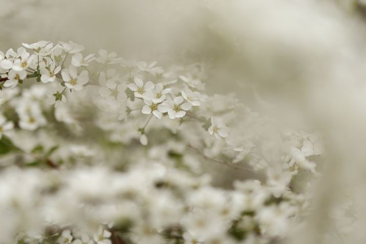 EOS R10ARF35mm F1.8 MACRO IS STMA35mmi35mmZ56mmjAF1.8A1/1250bAISO100AzCgoXFAsN`[X^CFI[gBeʐ^i6000×4000A4.9MBj