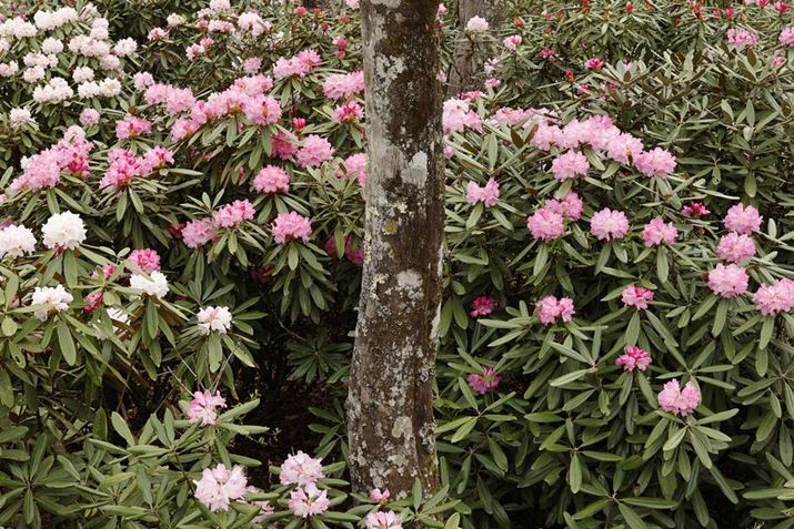 傤ǃVNiQ}Ă܂BKꂽ4{́AقɂccW⃂NARuVȂǂꂢɍ炫ւĂ܂EOS R10ARF35mm F1.8 MACRO IS STMA35mmi35mmZ56mmjAF8A1/80bAISO250AzCgoXFAsN`[X^CFI[gBeʐ^i6000×4000A14.2MBj