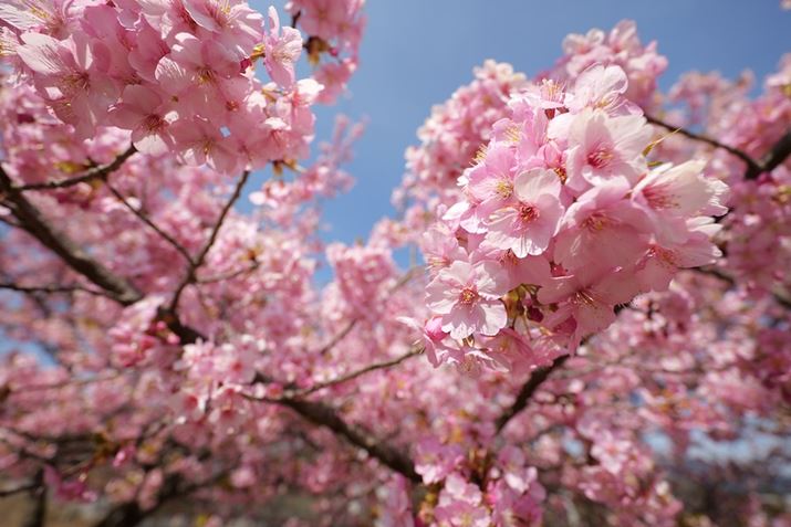 LUMIX S5IIALUMIX S 14-28mm F4-5.6 MACROA14mmAF4A1/640bAISO100AWBFI[giEH[jAtHgX^CFX^_[hBeʐ^i6000×4000A8.8MBj