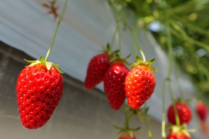 LUMIX S5IIALUMIX S 14-28mm F4-5.6 MACROA28mmAF5.6A1/160bAISO100AWBFI[giEH[jAtHgX^CFX^_[hBeʐ^i6000×4000A8.1MBj