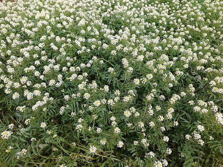 Xperia PRO-IAISO100AF2A1/200bBeʐ^i4032×3024A5.5MBj