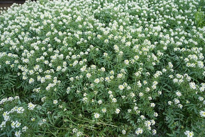 7 IVAFE 24-105mm F4 G OSSA24mmAISO100AF4A1/50bAzCgoXFI[gANGCeBubNFSTBeʐ^i7008×4672A26.8MBj