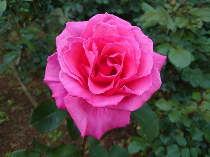 Bfq̏ȃX}[gtHłꂢȎʐ^B̂́ACPUi摜GWjĂ邩Xperia 5AISO64AF1.6A1/160bBeʐ^i4032×3024A3.5MBj