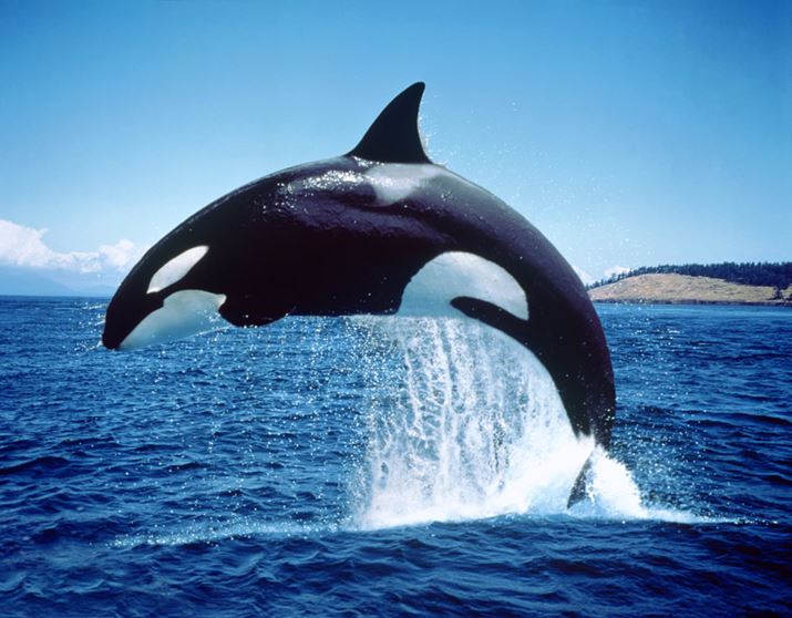 ʓIȃV`BlɂȂ₷̂ɁuC̃MOv