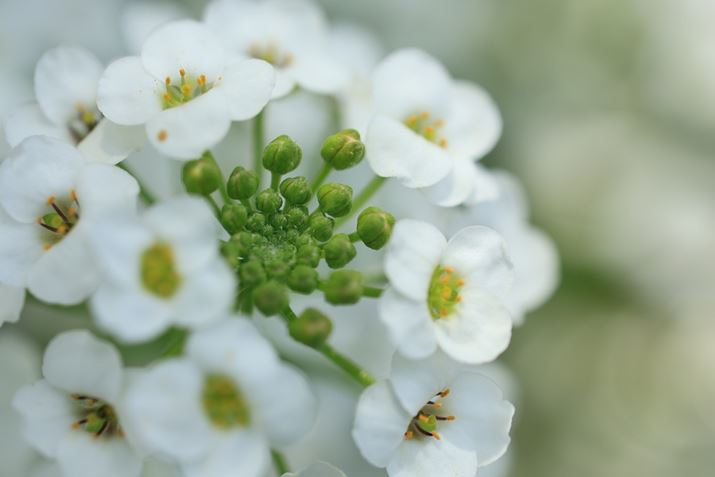 uRF100mm F2.8 L MACRO IS USMvgAF4܂ōiĎBeBi͂قǊJĂȂA]ł̐ڎʂɂȂƁA܂ŔʊE[x͐󂭂ȂEOS R6 Mark IIARF100mm F2.8 L MACRO IS USMAF4A1/500bA{1EVAISO400AzCgoXFziA2AG2jAsN`[X^CFiBeʐ^i6000×4000A5.1MBj