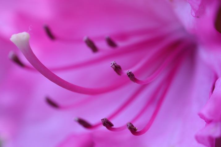 uRF100mm F2.8 L MACRO IS USMvgAF5ŎBeBiiĂƂŁÃׂC{Jɕ`ʂłEOS R6 Mark IIARF100mm F2.8 L MACRO IS USMAF5A1/250bAISO400AzCgoXFFuAsN`[X^CFfBe[dBeʐ^i6000×4000A6.7MBj