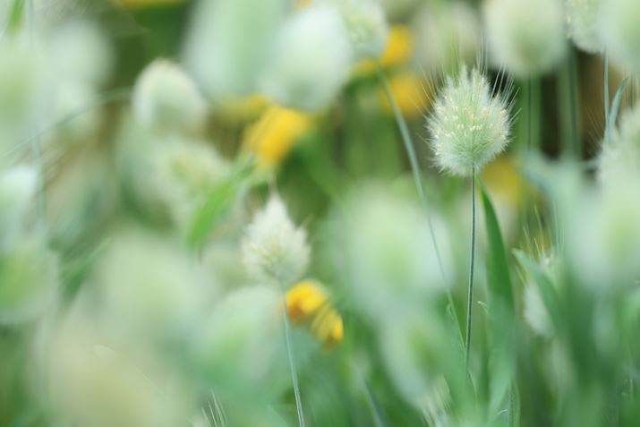 ETMmIƌĂ΂ABɗhAsg킹ʂAuT[{AFv𗘗p邱Ƃō\}ɏWĎBeɗՂ߂EOS R6 Mark IIARF100mm F2.8 L MACRO IS USMAF2.8A1/250bAISO500AzCgoXFziG2jAsN`[X^CFiBeʐ^i6000×4000A4.7MBj