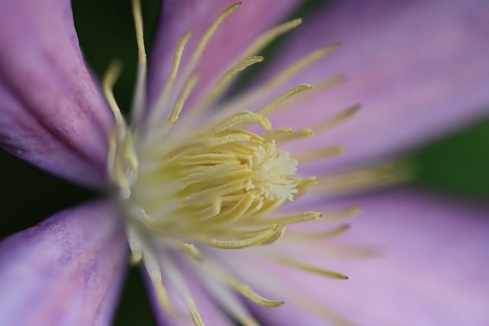 EOS R6 Mark IIARF100mm F2.8 L MACRO IS USMAF2.8A1/3200bAISO800AzCgoXFziG2jAsN`[X^CFi