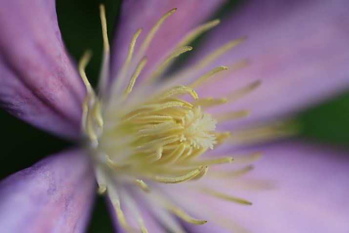 EOS R6 Mark IIARF100mm F2.8 L MACRO IS USMAF2.8A1/3200bAISO800AzCgoXFziG2jAsN`[X^CFi