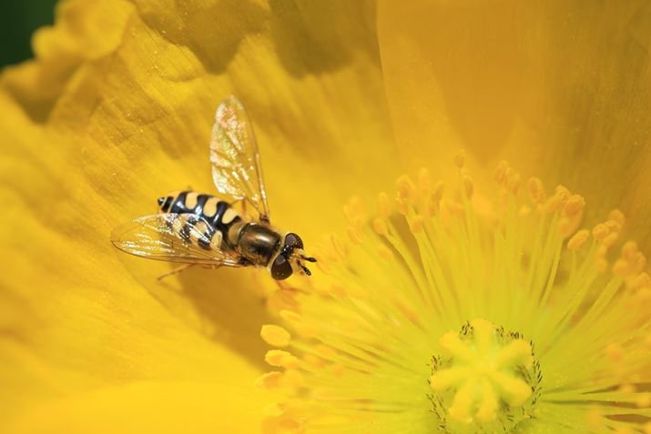 uT[{AF{AʁvŃn`Be1Bڎʎɓʑ̂Ƃ炦ۂɂuT[{AFvƘAʂ̑gݍ킹͏d󂷂EOS R6 Mark IIARF100mm F2.8 L MACRO IS USMAF5.6A1/400bAISO400AzCgoXFFxi4800KjAsN`[X^CFiBeʐ^i6000×4000A5.0MBj