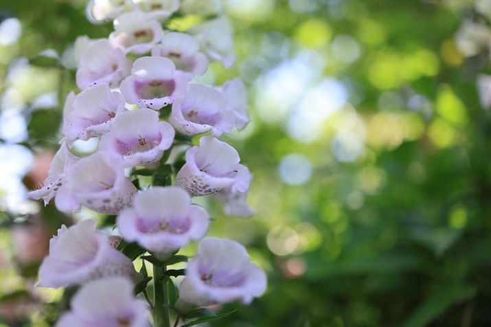 ŒZBet߂܂ŋ߂ÂBeB⃍[AOwi_Ci~bNɓꍞ݁AߊȂBeEOS R6 Mark IIARF35mm F1.8 MACRO IS STMAF2A1/640bAISO200AzCgoXFziA4AM3jAsN`[X^CFiBeʐ^i6000×4000A5.4MBj