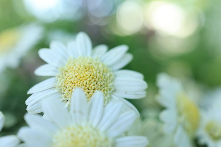 Ɗ邱ƂŁAtHc܂ȂBeBLp}Nɂ`ʂ̓EOS R6 Mark IIARF35mm F1.8 MACRO IS STMAF3.5A1/60bAISO200AzCgoXFziB1AG3jAsN`[X^CFiBeʐ^i6000×4000A4.1MBj