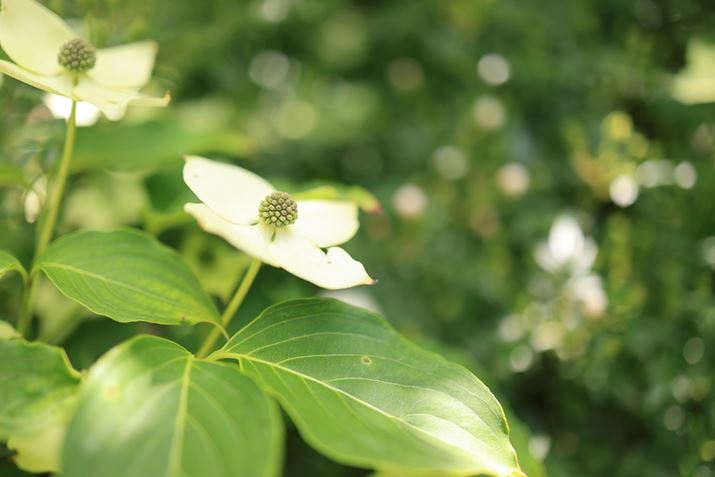 uRF35mm F1.8 MACRO IS STMv͊JF1.8̖邳́B傫Ȕwi{Py߂EOS R6 Mark IIARF35mm F1.8 MACRO IS STMAF1.8A1/640bAISO200AzCgoXFziA4AM3jAsN`[X^CFiBeʐ^i6000×4000A5.6MBj
