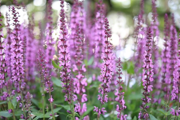 œ_35mm̉p𐶂Ȃ̎Bey߂EOS R6 Mark IIARF35mm F1.8 MACRO IS STMAF1.8A1/250bAISO400AzCgoXFiA4AM3jAsN`[X^CFiBeʐ^i6000×4000A7.7MBj