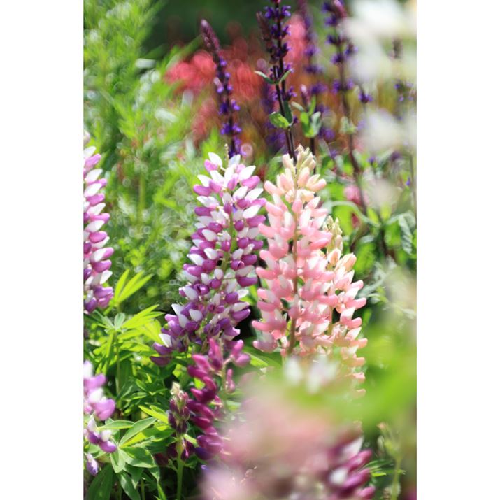 uSARg[Ov+1ɐݒ肵ĎBeBw̃{P̗֊sĂɕ`ʂĂBȆO{P͂炩EOS R6 Mark IIARF100mm F2.8 L MACRO IS USMAF2.8A1/1250bAISO200AzCgoXFFxi4800KjAsN`[X^CFiASA Rg[OF+1Beʐ^i4000×6000A6.4MBj