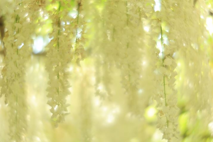 uSARg[Ov-2ɐݒ肵ĎBeBS̓Iɔɂ炩`ʂɁB\tgtH[JXʂ܂ĂEOS R6 Mark IIARF100mm F2.8 L MACRO IS USMAF2.8A1/160bAISO100AzCgoXFziB1AG3jAsN`[X^CFiASA Rg[OF-2Beʐ^i6000×4000A3.9MBj