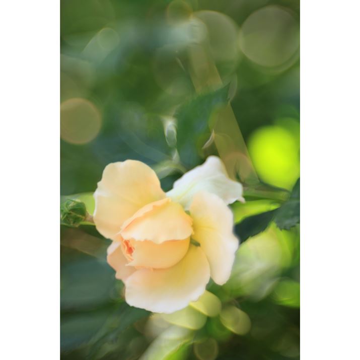 JF2.8ɐݒ肷邱ƂňۓIȃ\tgtH[JXʂꂽEOS R6 Mark IIARF100mm F2.8 L MACRO IS USMAF2.8A1/200bAISO400AzCgoXFziA4AM3jAsN`[X^CFiASA Rg[OF+2Beʐ^i4000×6000A4.8MBj