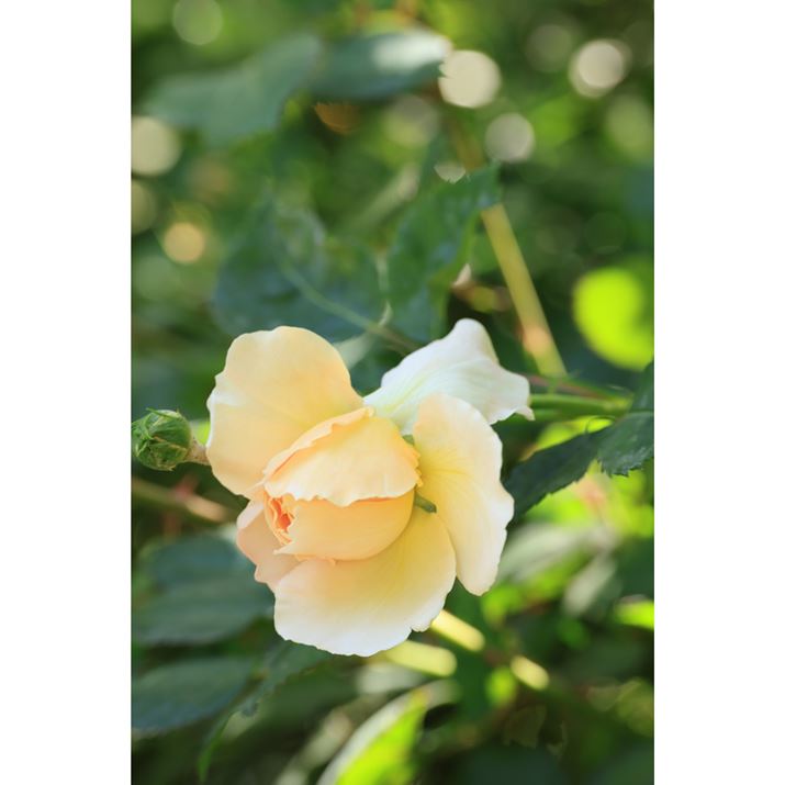 LƓʑ̂F8ŎBeB\tgtH[JXʂ}Ă邱Ƃ킩EOS R6 Mark IIARF100mm F2.8 L MACRO IS USMAF8A1/25bAISO400AzCgoXFziA4AM3jAsN`[X^CFiASA Rg[OF+2Beʐ^i4000×6000A4.9MBj