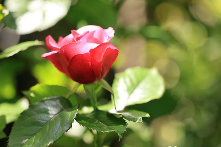 EOS R6 Mark IIARF100mm F2.8 L MACRO IS USMAF2.8A1/1000bAISO400AzCgoXFziA4AM3jAsN`[X^CFiBeʐ^i6000×4000A5.5MBj