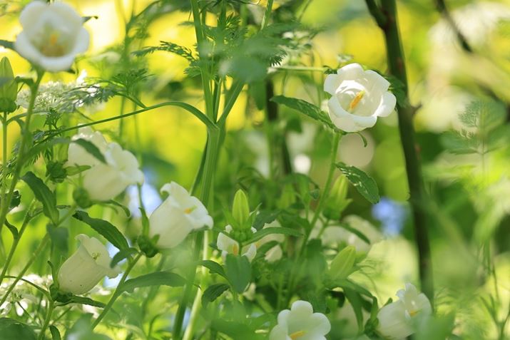 EOS R6 Mark IIARF100mm F2.8 L MACRO IS USMAF2.8A1/640bAISO400AzCgoXFziA4AM3jAsN`[X^CFiBeʐ^i6000×4000A5.8MBj