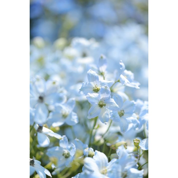 EOS R6 Mark IIARF100mm F2.8 L MACRO IS USMAF2.8A1/800bAISO100AzCgoXFiA2AG2jAsN`[X^CFX^_[hBeʐ^i4000×6000A4.4MBj