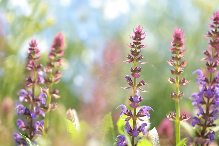 EOS R6 Mark IIARF100mm F2.8 L MACRO IS USMAF2.8A1/250bAISO100AzCgoXFiA2AG2jAsN`[X^CFX^_[hBeʐ^i6000×4000A5.0MBj