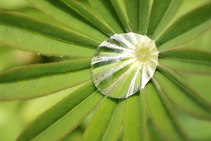 EOS R6 Mark IIARF100mm F2.8 L MACRO IS USMAF8A1/100bAISO800AzCgoXFAsN`[X^CFfBe[dBeʐ^i6000×4000A8.2MBj