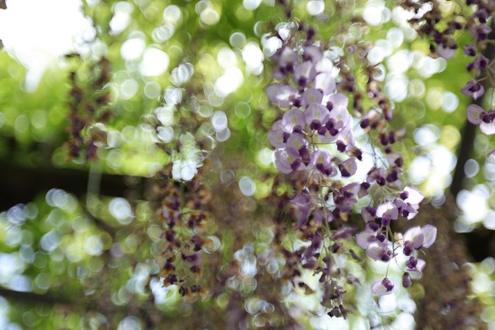 uSA Rg[Ov+2ɂĎBeB֊ŝɂݕIȎdオɂȂEOS R6 Mark IIARF100mm F2.8 L MACRO IS USMAF2.8A1/400bAISO100AzCgoXFFxi4800KjAsN`[X^CFfBe[dASA Rg[OF+2Beʐ^i6000×4000A6.1MBj