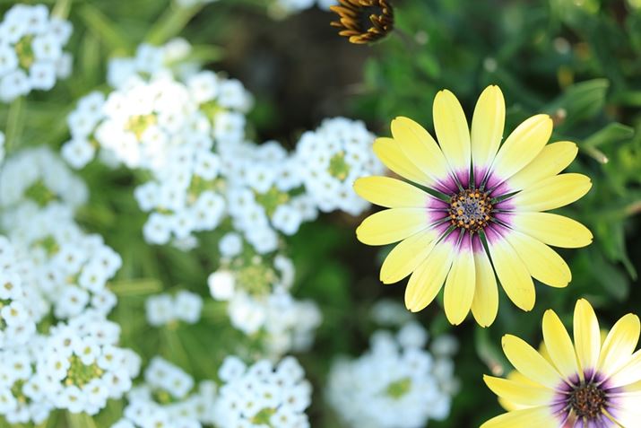 EOS R6 Mark IIARF100mm F2.8 L MACRO IS USMAF2.8A1/250bAISO100AzCgoXFziB1AG3jAsN`[X^CFiBeʐ^i6000×4000A5.0MBj