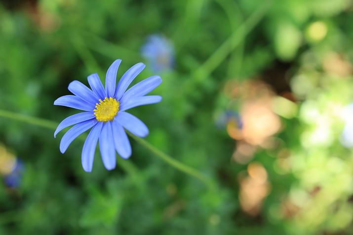 EOS R6 Mark IIARF35mm F1.8 MACRO IS STMAF4A1/30bAISO100AzCgoXFzAsN`[X^CFiBeʐ^i6000×4000A4.7MBj