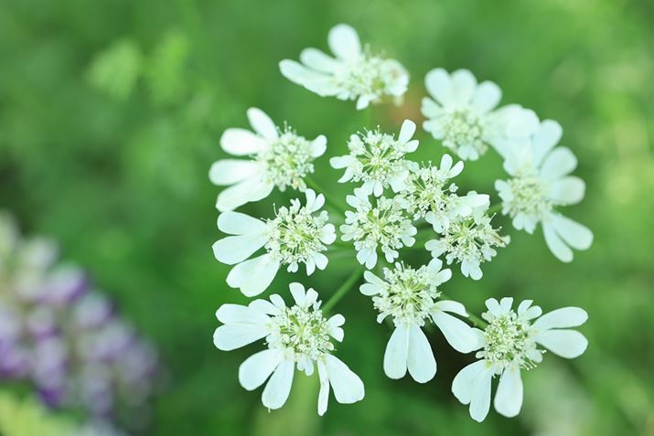 EOS R6 Mark IIARF35mm F1.8 MACRO IS STMAF3.5A1/30bAISO100AzCgoXFziB1AG3jAsN`[X^CFiBeʐ^i6000×4000A5.0MBj