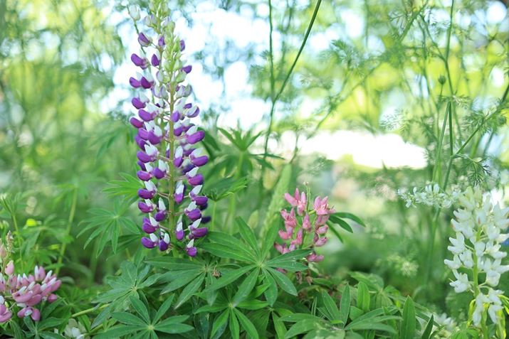 EOS R6 Mark IIARF35mm F1.8 MACRO IS STMAF2A1/250bAISO100AzCgoXFziB1AG3jAsN`[X^CFiBeʐ^i6000×4000A6.9MBj