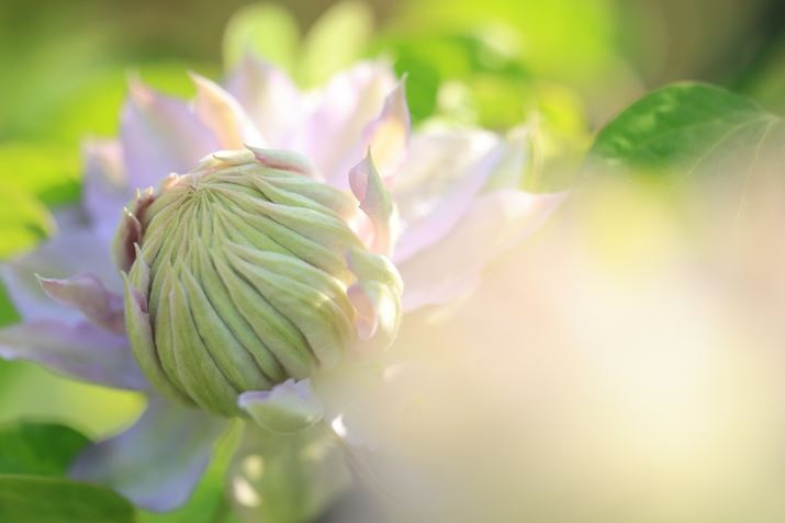 EOS R6 Mark IIARF100mm F2.8 L MACRO IS USMAF2.8A1/2500bAISO800AzCgoXFziG2jAsN`[X^CFiBeʐ^i6000×4000A5.0MBj