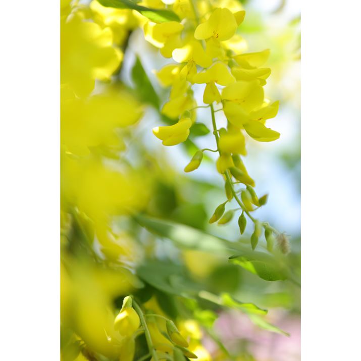 EOS R6 Mark IIARF35mm F1.8 MACRO IS STMAF1.8A1/8000bAISO500AzCgoXFzAsN`[X^CFfBe[dBeʐ^i4000×6000A6.5MBj