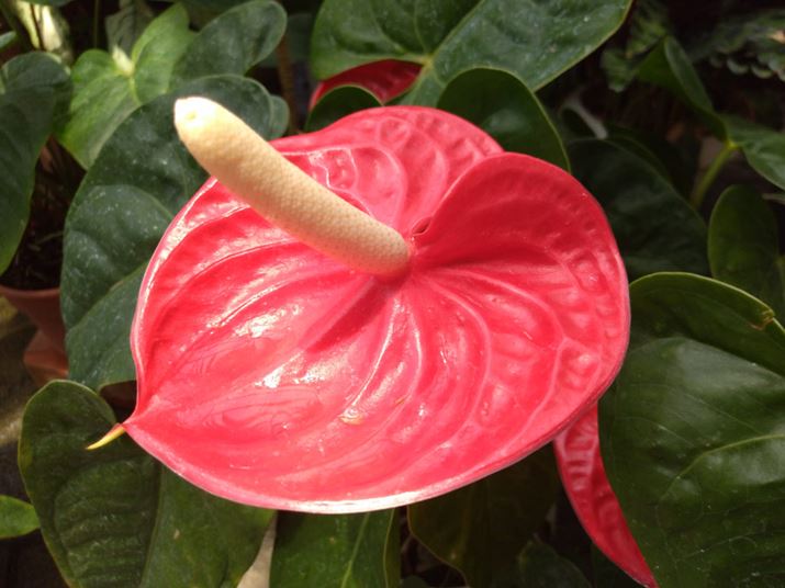 AXEBeB̈ۂł͂Ɛ[ԂAF̍Č͂܂荂ȂAWȎdオ