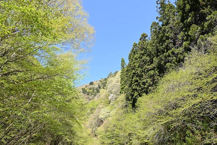 ił̎Beł́AJ1iȏiƉ摜̒ӂ܂ň肵`ʂ܂B͍̍ilF4ɐݒ肵܂Aӂłt11قǃV[vɎBĂ܂Z 50A16mm F1.4 DC DNA16mmi35mmZ24mmjAF4A1/320bAISO100AzCgoXFVAsN`[Rg[FX^_[hAANeBuD-CeBOFȂABlbgRg[FWA䂪ݕ␳FAܕ␳FBeʐ^i5568×3712A11.9MBj