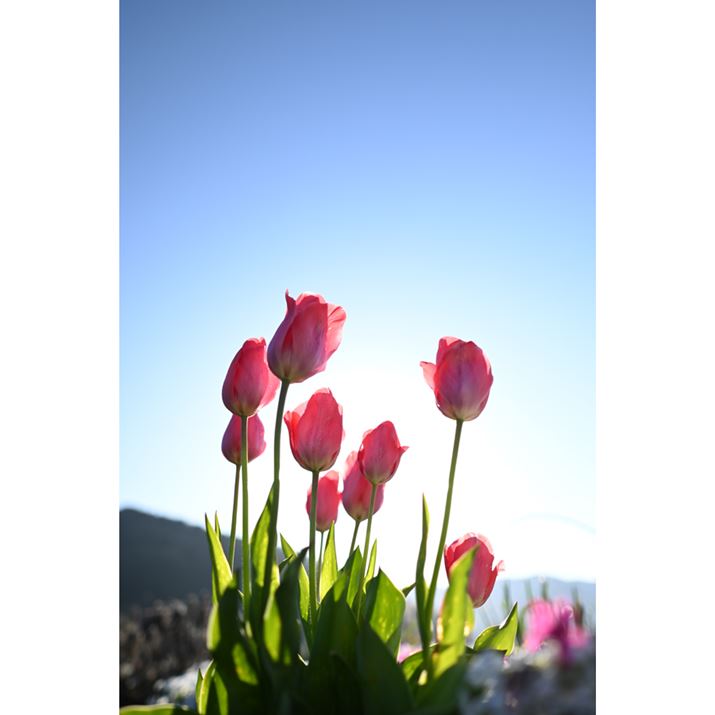 `[bvɓĔ̂ŎBeʐ^łBʂ̂قڒɑzzuċt̏Ԃɂ܂AVO}Ǝ́uX[p[}`C[R[gvɂāAtAS[Xg}ʐ^Beł܂Z 50A16mm F1.4 DC DNA16mmi35mmZ24mmjAF1.4A1/4000bAISO100AzCgoXFVAsN`[Rg[FX^_[hAANeBuD-CeBOFȂABlbgRg[FWA䂪ݕ␳FAܕ␳FBeʐ^i3712×5568A5.4MBj