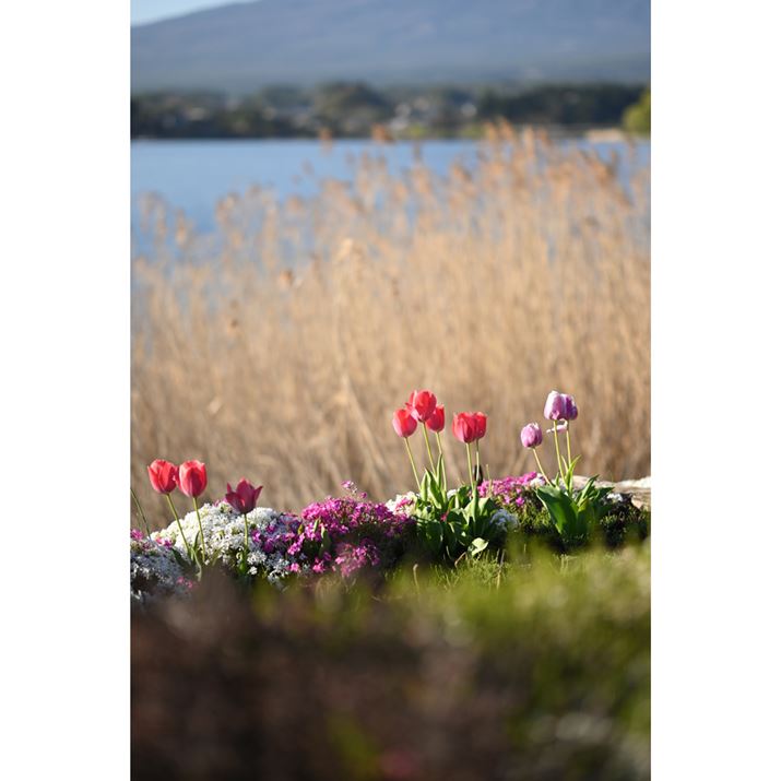 J牓ʒuɂ`[bviJŎBe܂B̃Ył̊JBéAʑ̂ʒuɂĂwi傫{P邽߁Aۗʐ^B₷łZ 50A56mm F1.4 DC DNA56mmi35mmZ84mmjAF1.4A1/4000bAISO100AzCgoXFVAsN`[Rg[FX^_[hAANeBuD-CeBOFȂABlbgRg[FWA䂪ݕ␳FAܕ␳FBeʐ^i3712×5568A7.3MBj