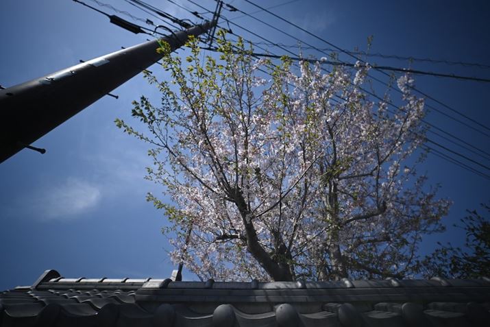 ƍB낤ƏグAdMt[CĂ܂Bǂ撣ĂʂOȂ߁A̎}Ɠd悤ɍ\}肵Z fcALAOWA 10mm F4 CookieA10mmi35mmZ15mmjA1/250bAISO100AzCgoXFVAsN`[Rg[FX^_[hAANeBuD-CeBOFȂBeʐ^i5568×3712A9.1MBj