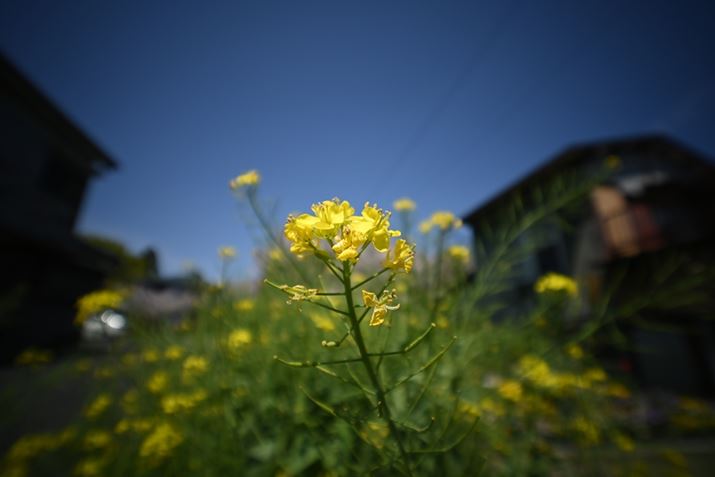 ŒZBet߂ŎBesB؂̉Ԃɋ߂ÂƂŔwi傫{PāAւۗ邱ƂłBiJŎBeƎӌ邽߁Åۍ\}ƃ}b`₷Z fcALAOWA 10mm F4 CookieA10mmi35mmZ15mmjAF4A1/1600bAISO100AzCgoXFVAsN`[Rg[FX^_[hAANeBuD-CeBOFȂBeʐ^i5568×3712A6.3MBj