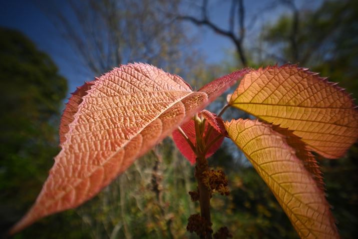 ŒZBet߂ŎBeBwiLꍞ񂾍Lp}NIȎBĂ݂BF5.6ɍi荞ނƂŁAt̃fBe[V[vɕ\łZ fcALAOWA 10mm F4 CookieA10mmi35mmZ15mmjAF5.6A1/1000bAISO100AzCgoXFVAsN`[Rg[FX^_[hAANeBuD-CeBOFȂBeʐ^i5568×3712A7.4MBj