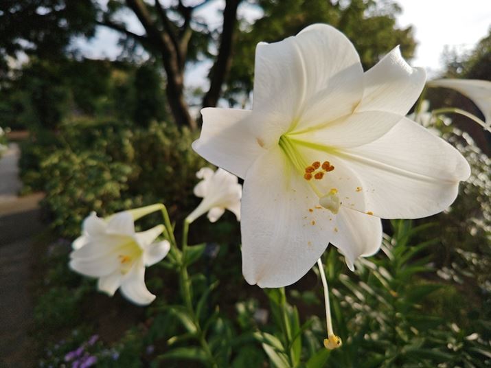 AQUOS R8 proAY[F0.7{AxFISO64AVb^[Xs[hF1/1225bAilFF1.9AzCgoXFI[gAI[gHDRFItBeʐ^i3968×2976A2.5MBj