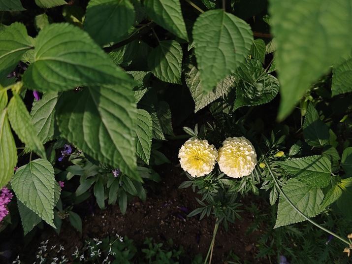 AQUOS R8 proAY[F1.0{AxFISO64AVb^[Xs[hF1/1167bAilFF1.9AzCgoXFI[gAI[gHDRFItBeʐ^i3968×2976A2.9MBj