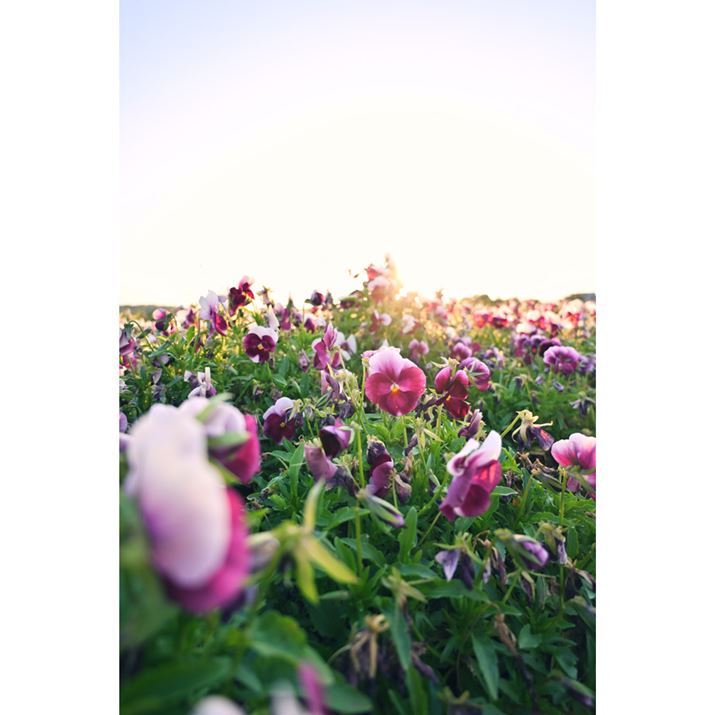 Z 30ANIKKOR Z DX 12-28mm f/3.5-5.6 PZ VRA12mmi35mmZ18mmjAF3.5A1/160bAISO100AzCgoXFVAsN`[Rg[FgCiKpx60%jAANeBuD-CeBOF苭߁ABlbgRg[FWA䂪ݕ␳FAܕ␳FBeʐ^i3712×5568A6.1MBj