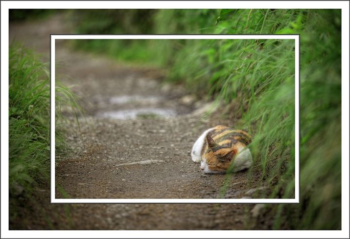 A5ڂ́AC[WZT[̃tH[}bgɂĉpقȂ邱ƂƁAꂪǂႢ𐶂ނ̂i܂Ȃ̂j܂