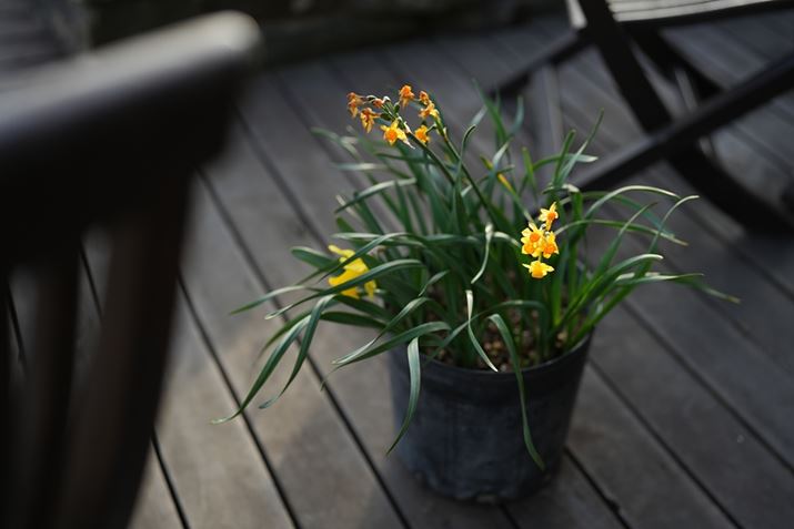 7 IVAFE 50mm F1.4 GMAISO100AF2A1/500bAzCgoXFI[gANGCeBubNFSTBeʐ^i7008×4672A16.5MBj